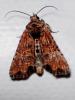 Mesoligia furuncula